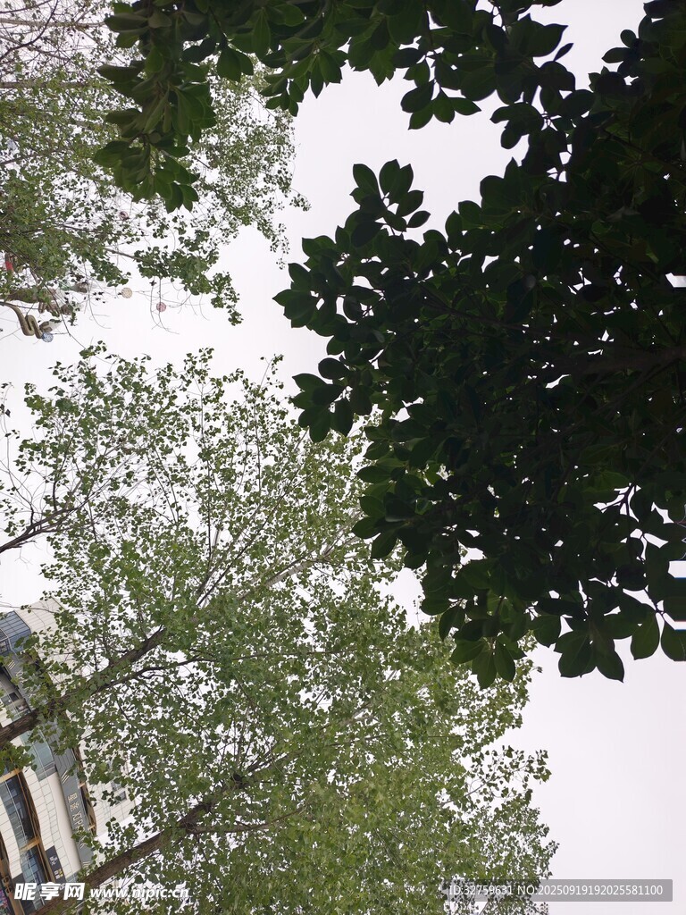 仰視視角下的繁茂綠樹(shù)
