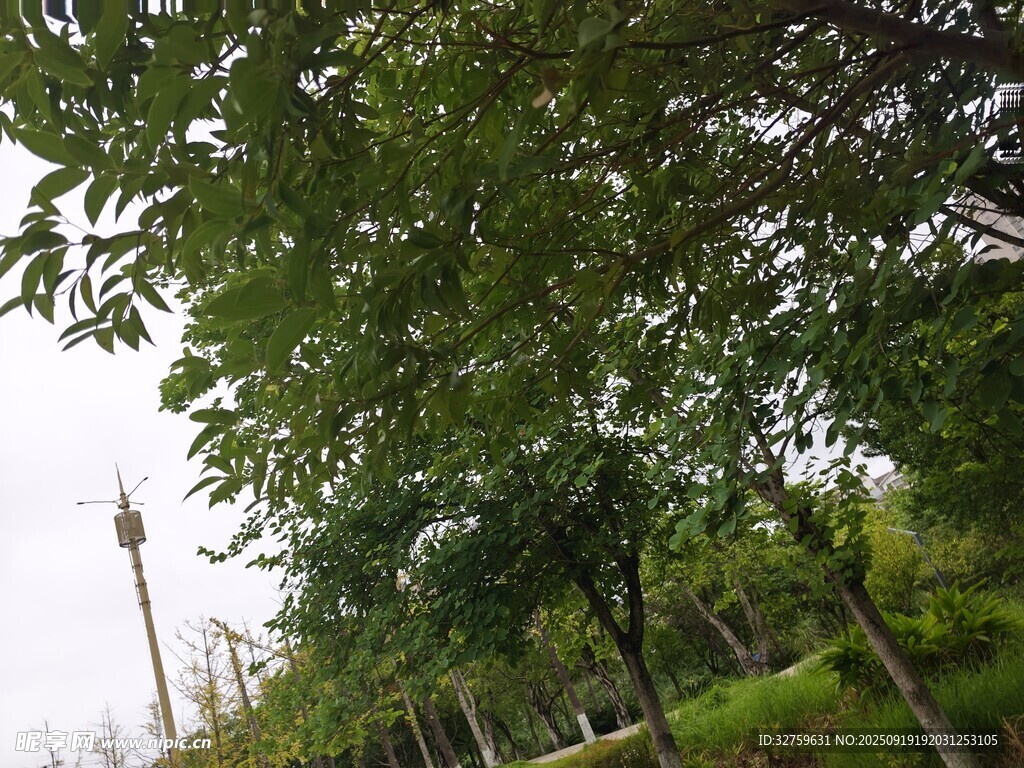 綠樹成蔭的戶外景致