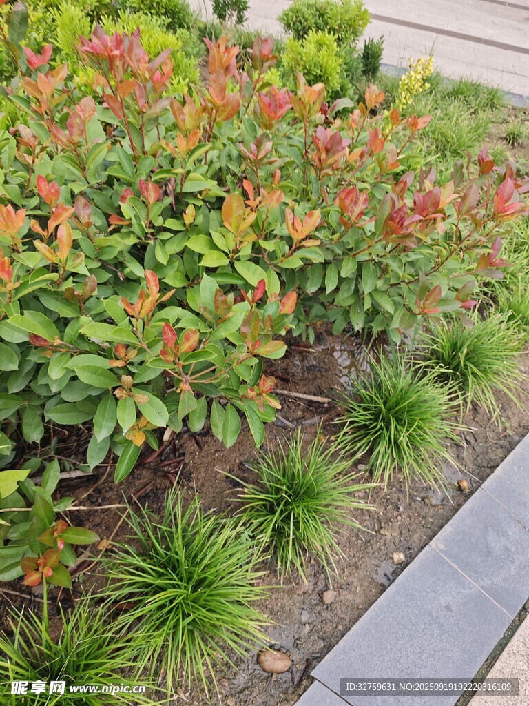 路邊多彩灌木綠植景觀