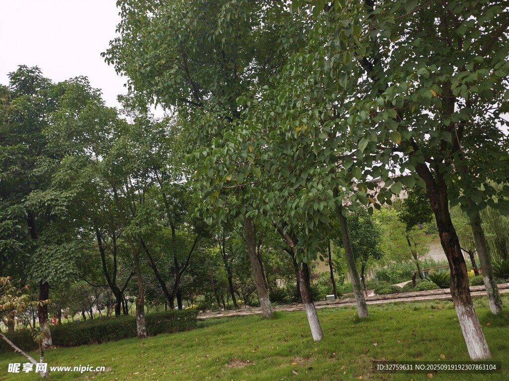 綠意盎然的公園林間景色