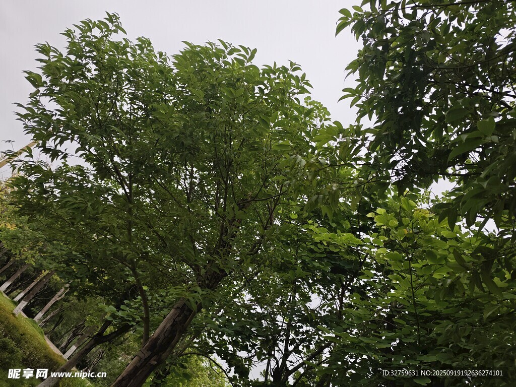 繁茂綠樹展現(xiàn)自然生機(jī)