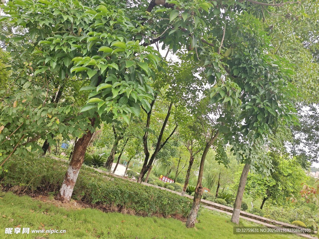 綠意盎然的公園樹林景象