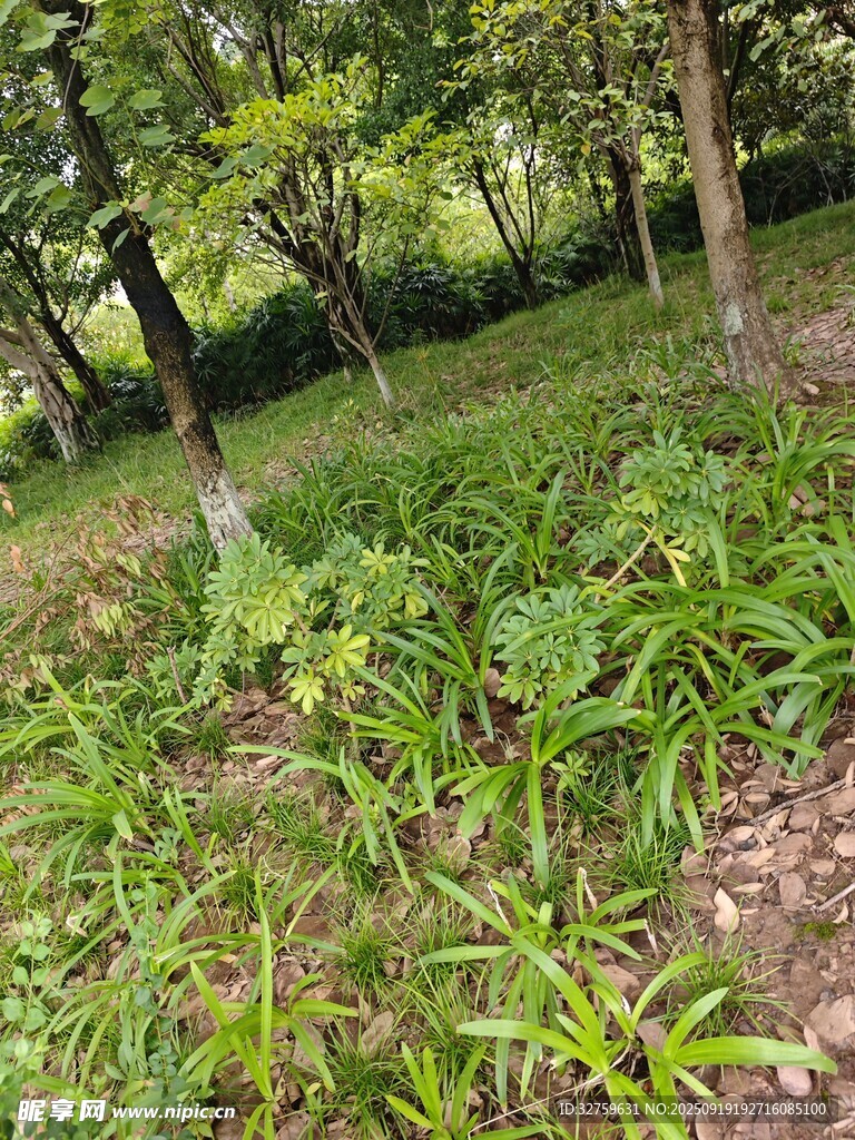 林間繁茂綠植景觀