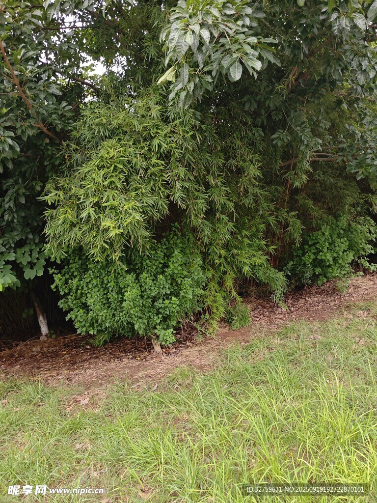 綠意盎然的草地與灌木叢