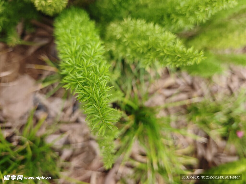 翠綠蕨類植物特寫