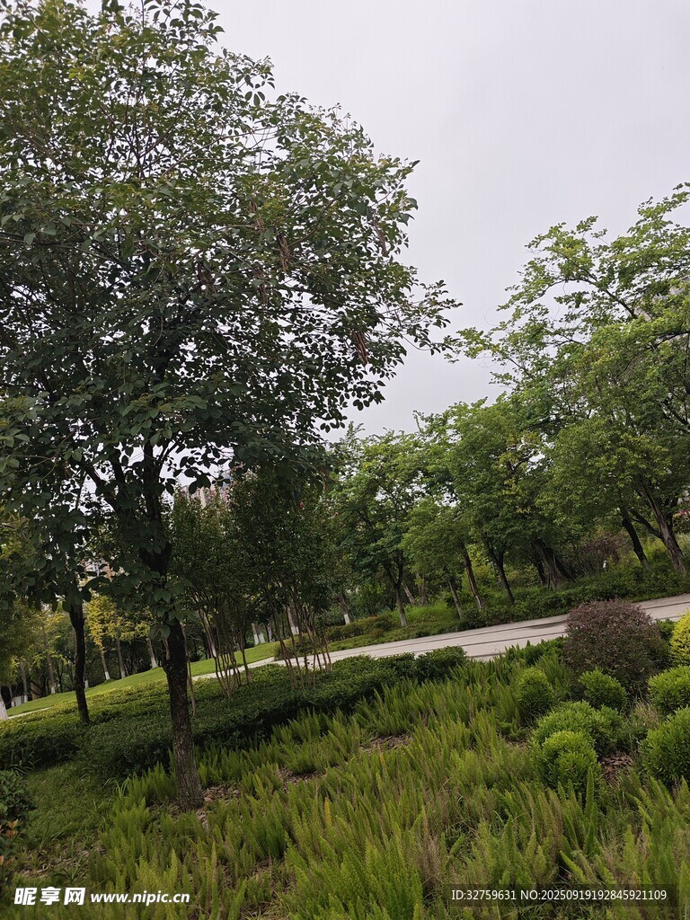 林間草地風(fēng)景