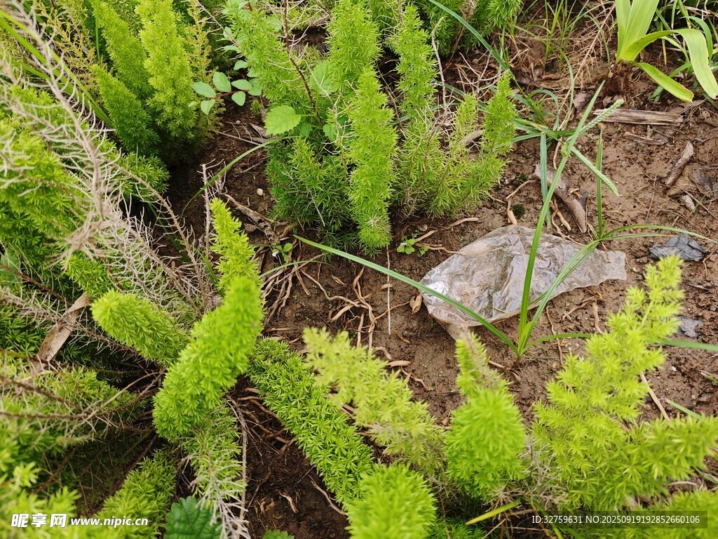 地面上的綠色蕨類植物