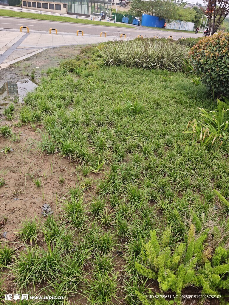 戶外草地綠植景觀