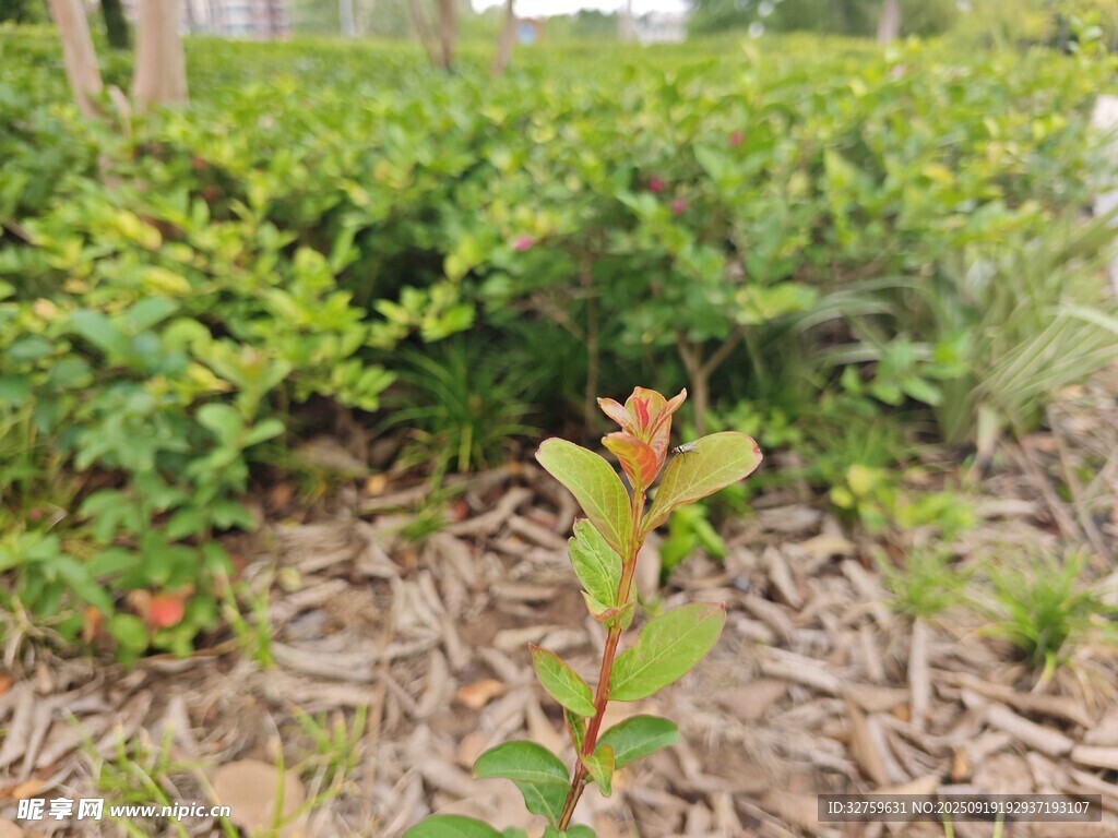 綠葉間的紅嫩植物