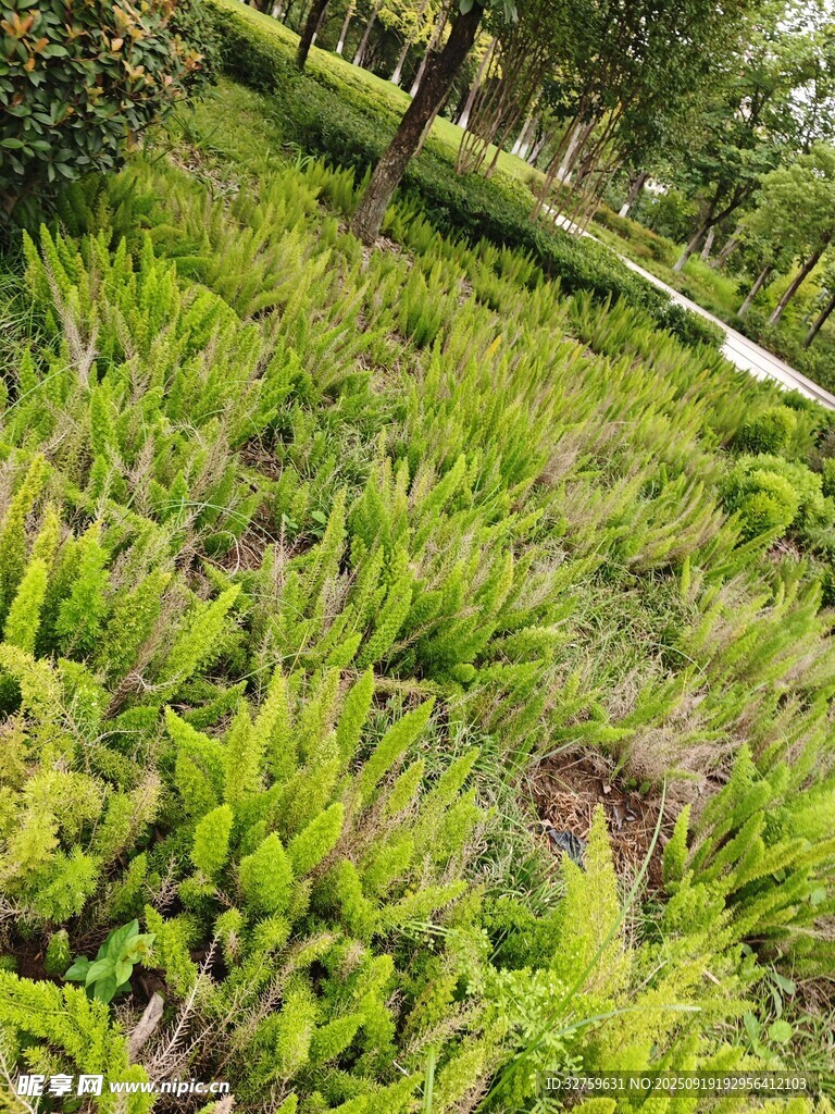 綠意盎然的草地景觀