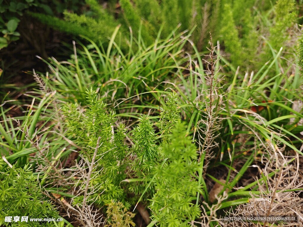 翠綠叢生的鮮嫩草本植物