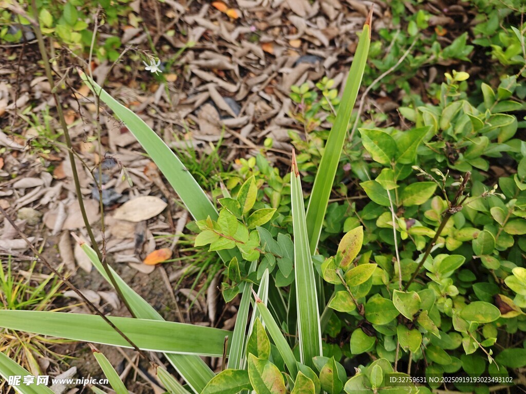 地面綠植特寫