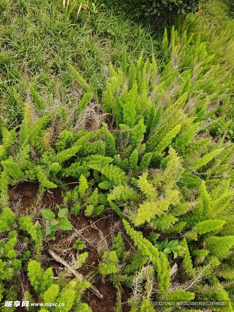 翠綠繁茂的蕨類植物景觀