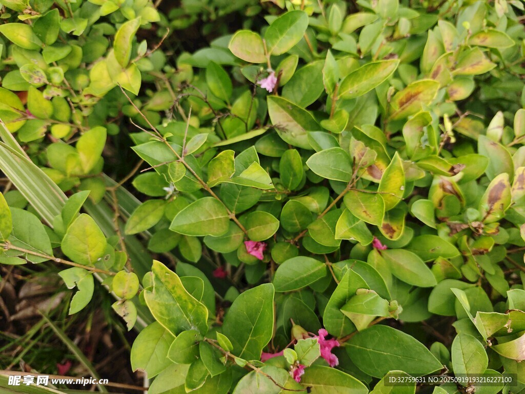 綠葉間的粉色小花