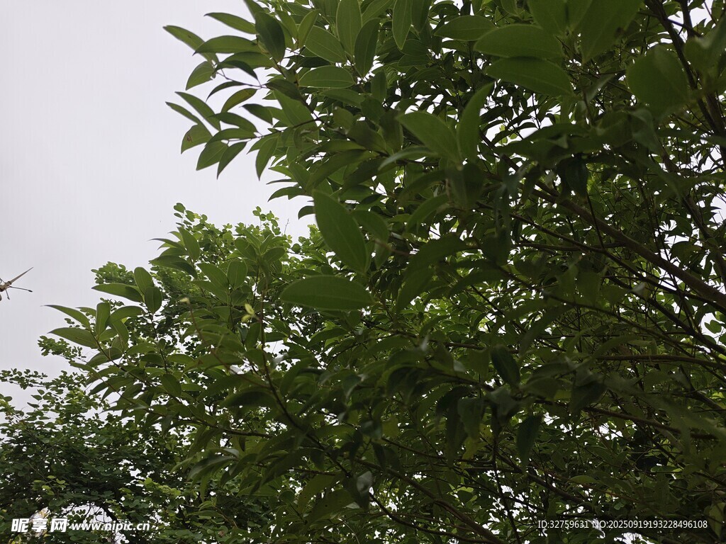 綠葉繁茂的樹冠