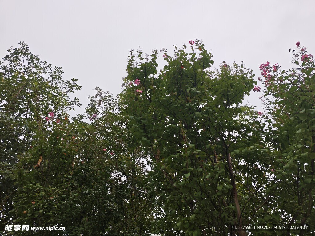 茂密綠樹