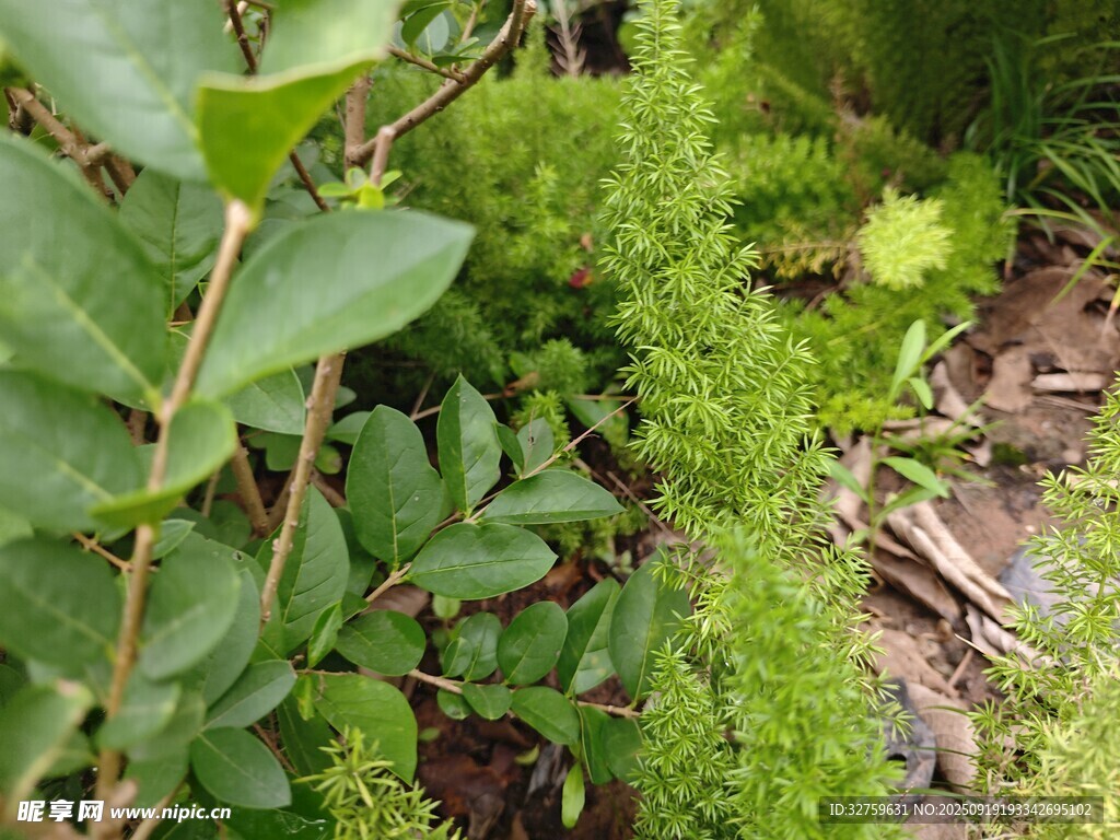綠意盎然的植物景觀