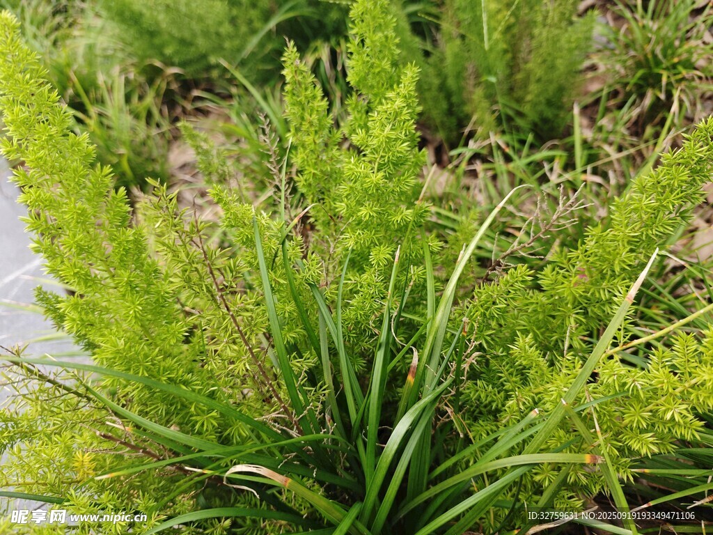 翠綠繁茂的叢生草本植物