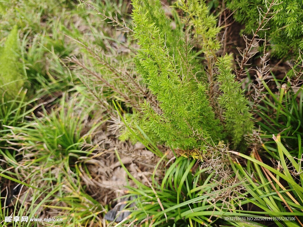野外綠色叢生植物景象