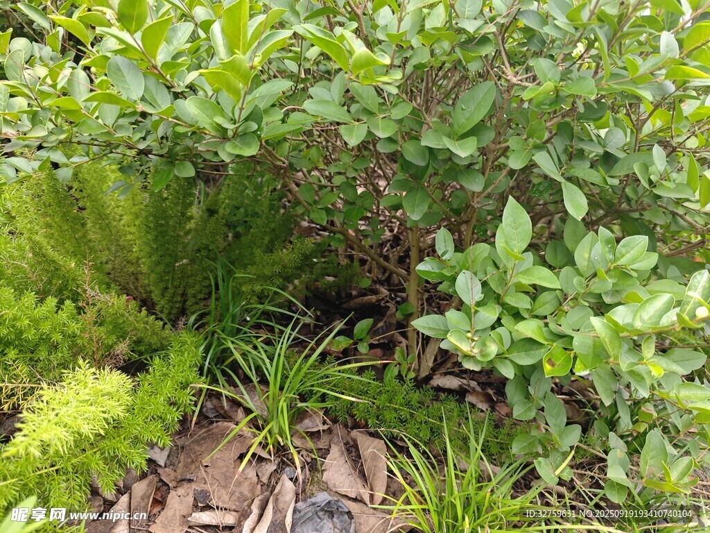 綠葉繁茂的地面植物景觀
