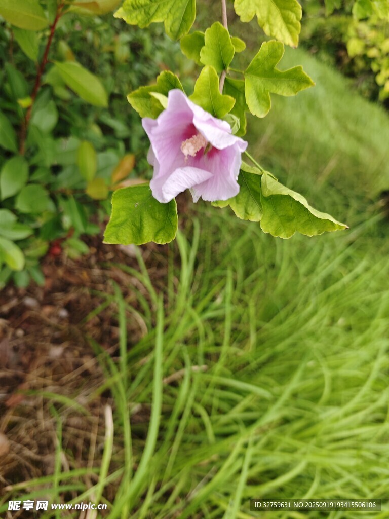 綠葉叢中綻放的粉色花朵