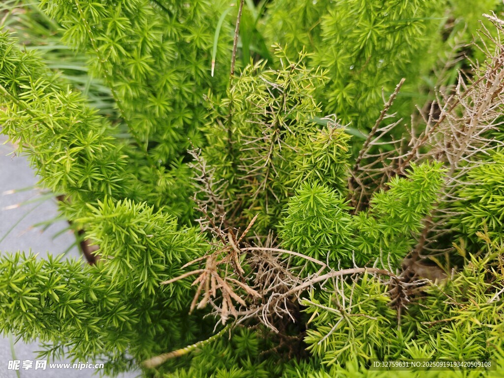 翠綠繁茂的水生植物景觀