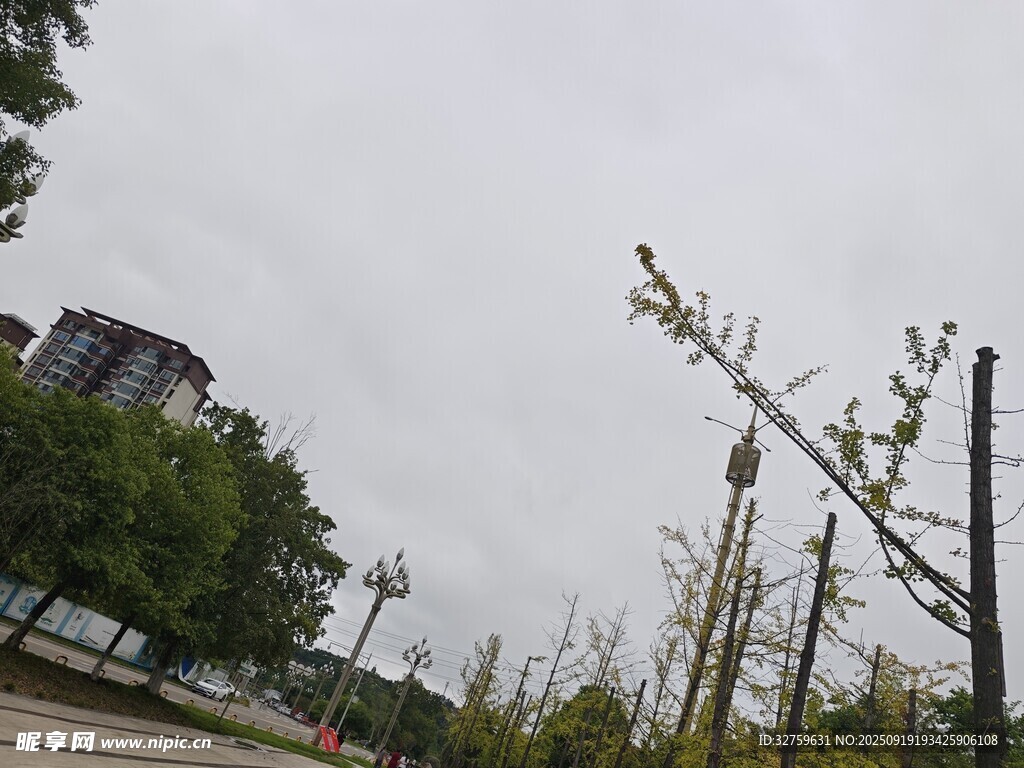 戶外樹木景觀場景