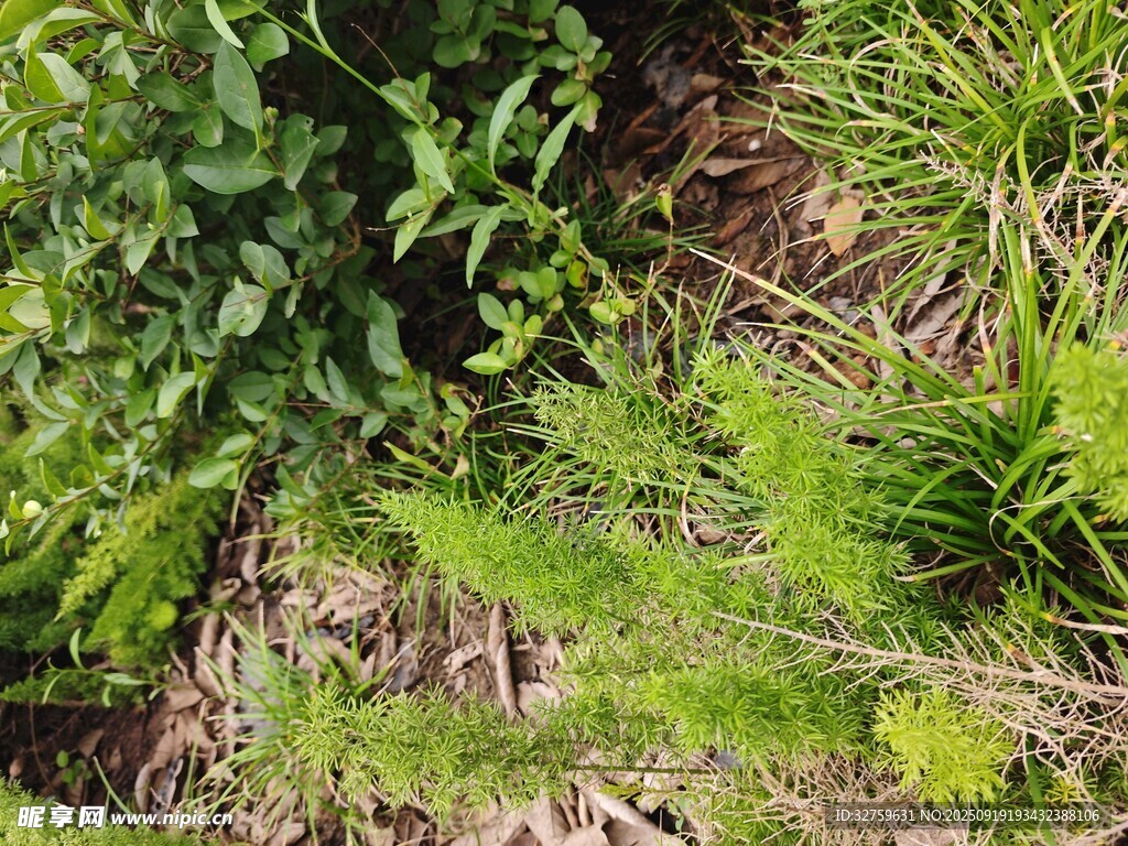 野外綠色植物景觀