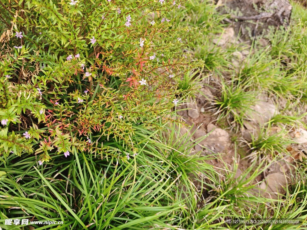 地面綠植景觀特寫
