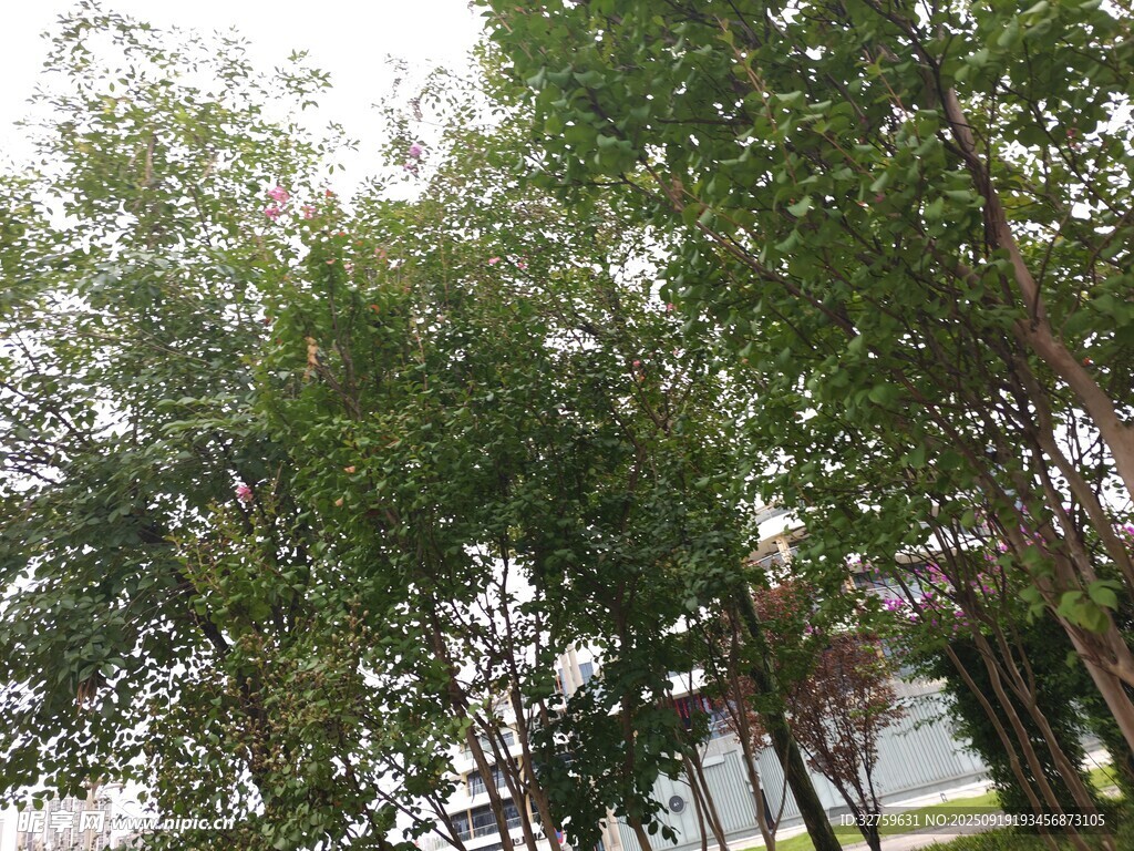 綠樹成蔭的戶外景象