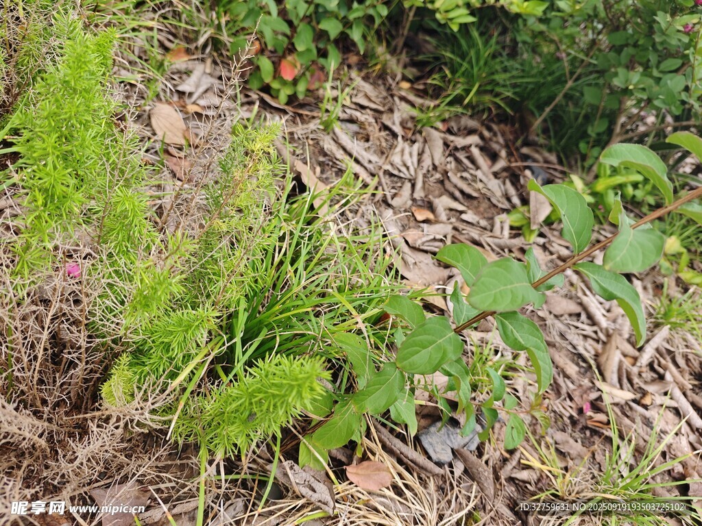 田間嫩綠植物