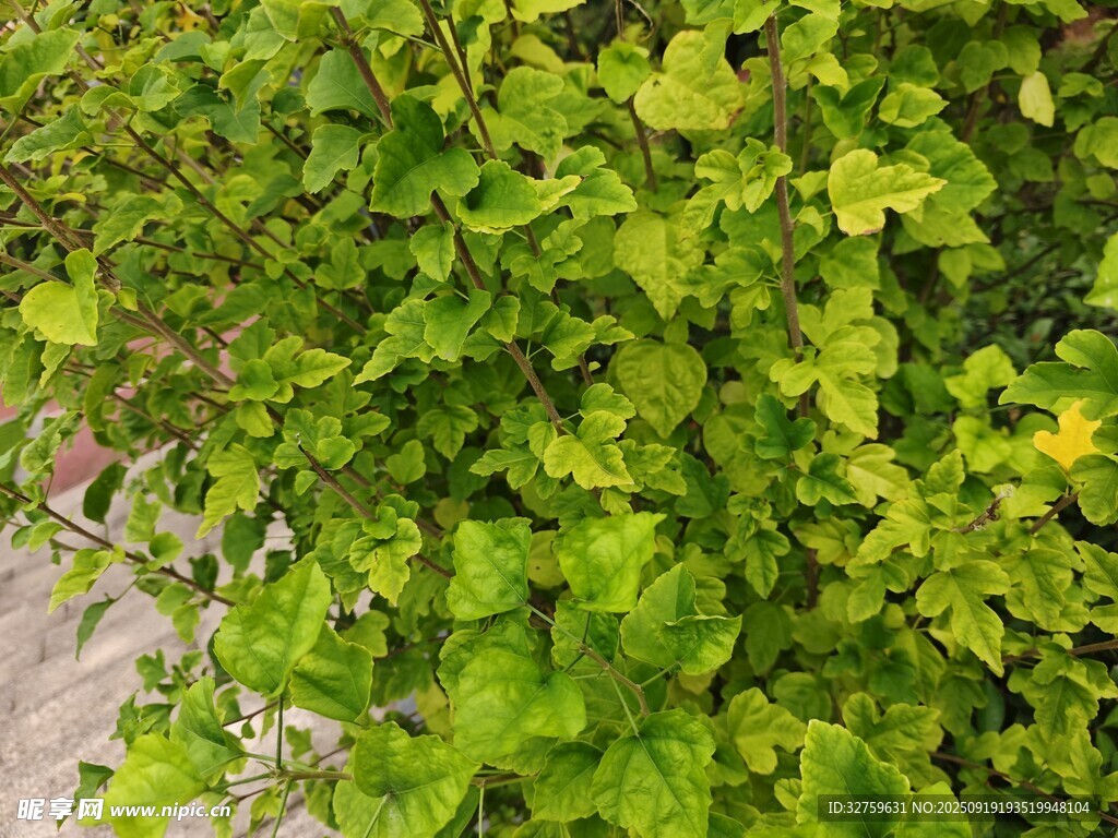 翠綠常春藤植物特寫