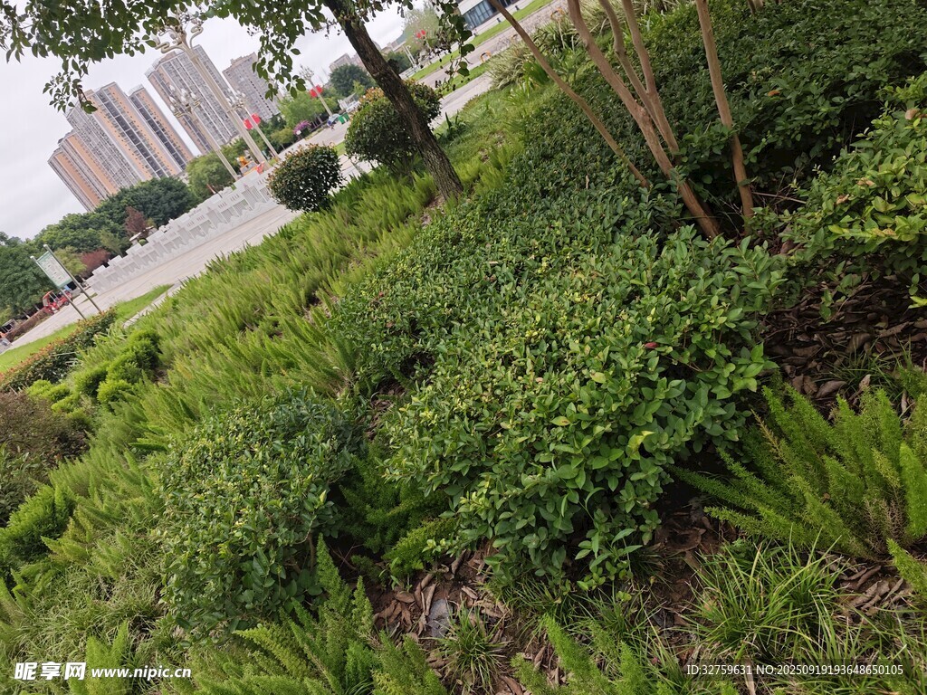 城市中的綠植景觀