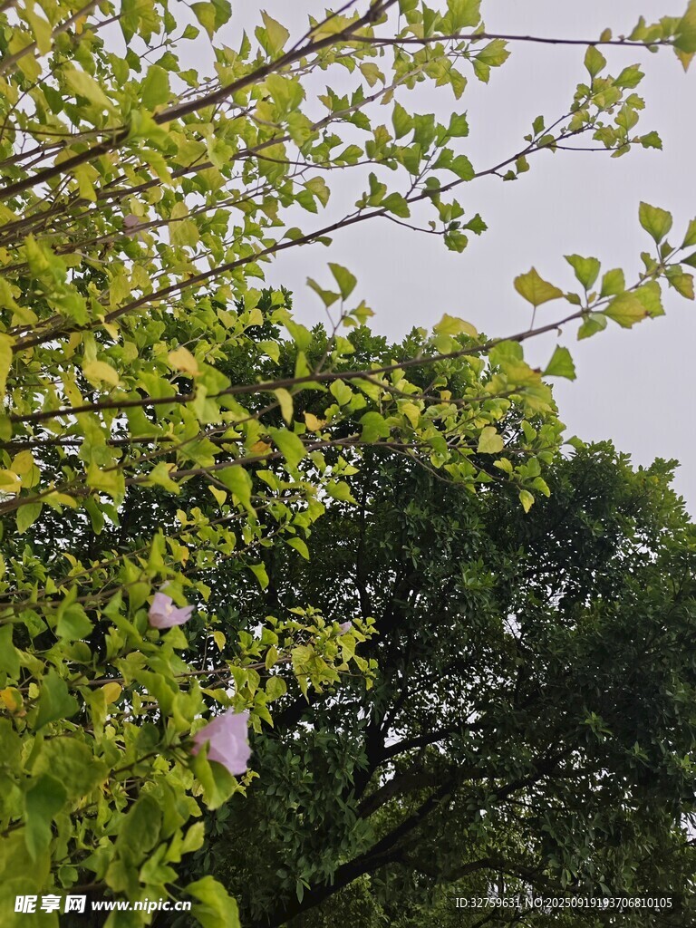 枝頭綠葉間的紫色花朵