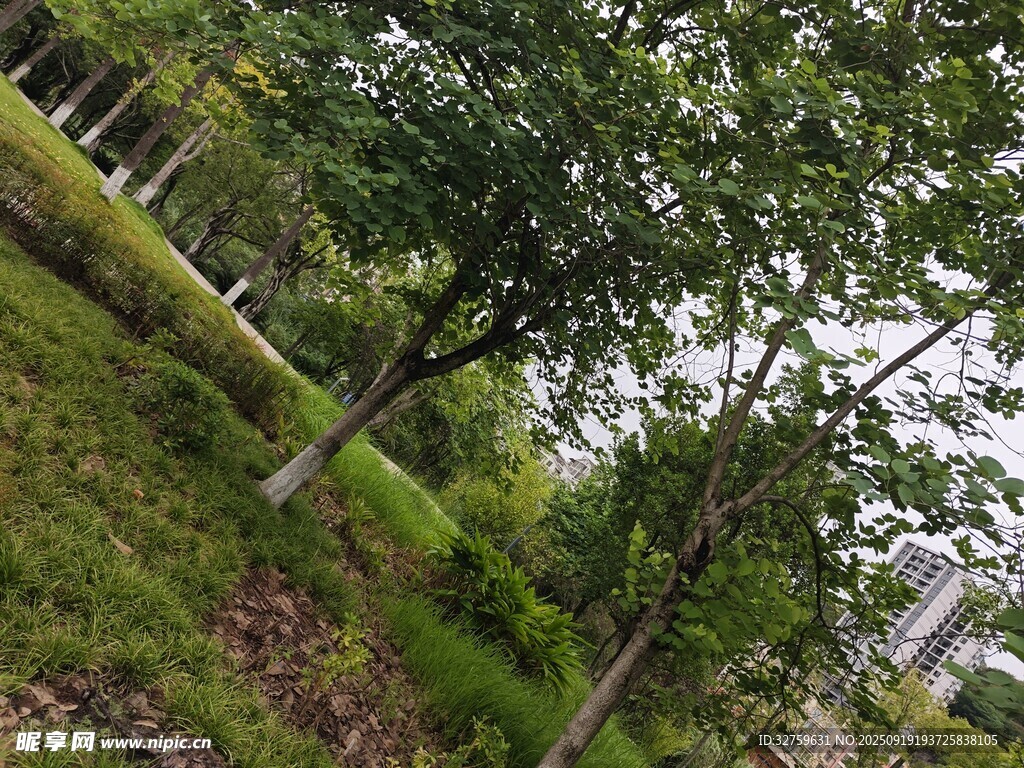 綠意盎然的樹林景觀