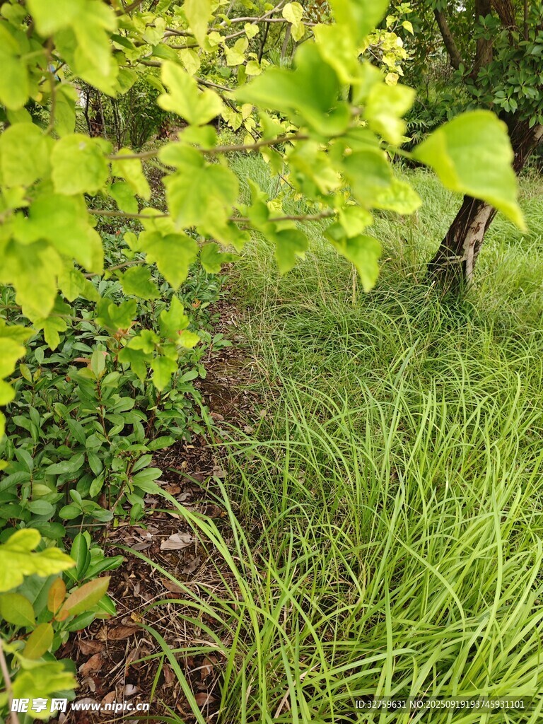 綠意盎然的自然植物景觀