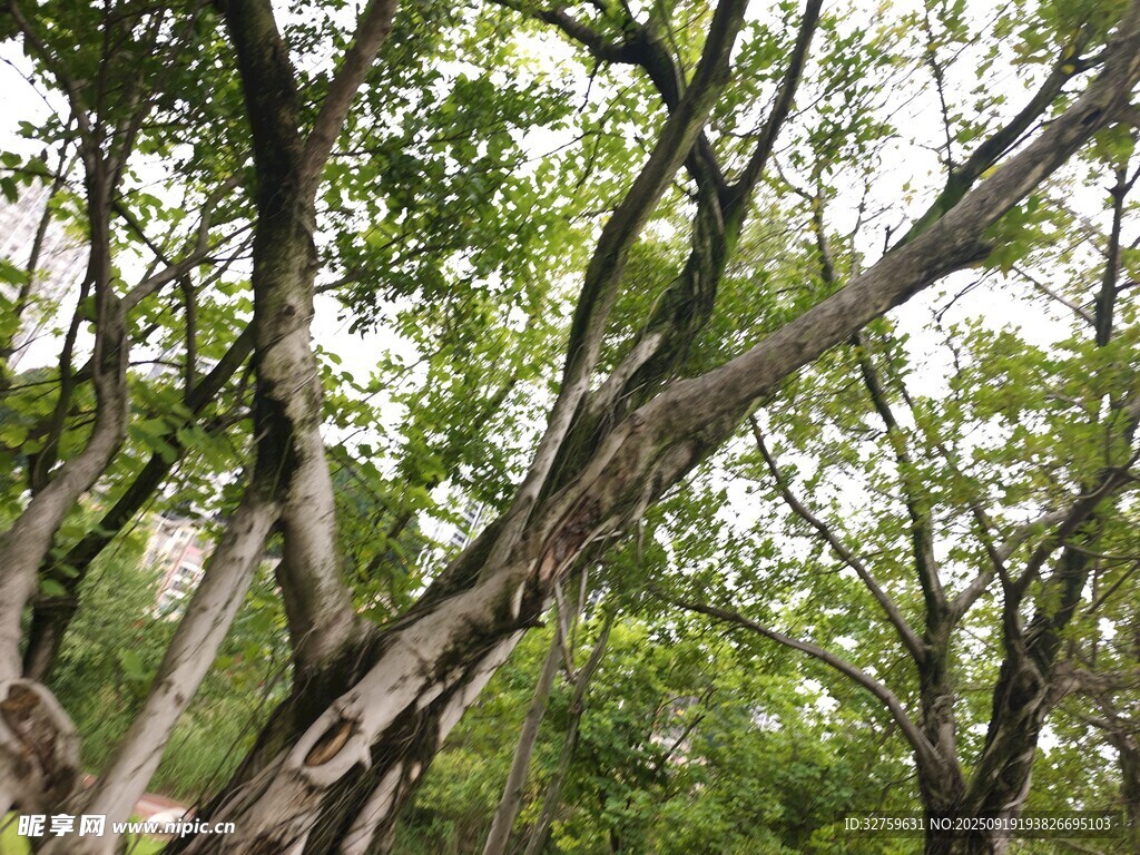 繁茂樹(shù)林中的交錯(cuò)枝干