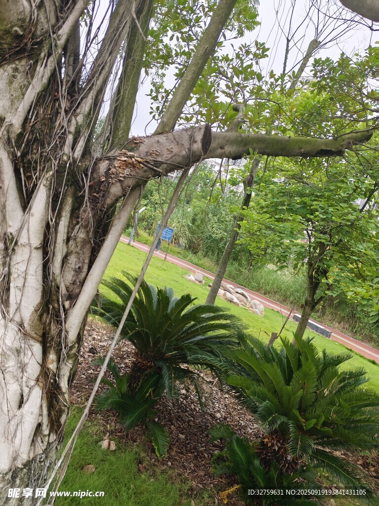 斑駁樹干旁的綠植景觀