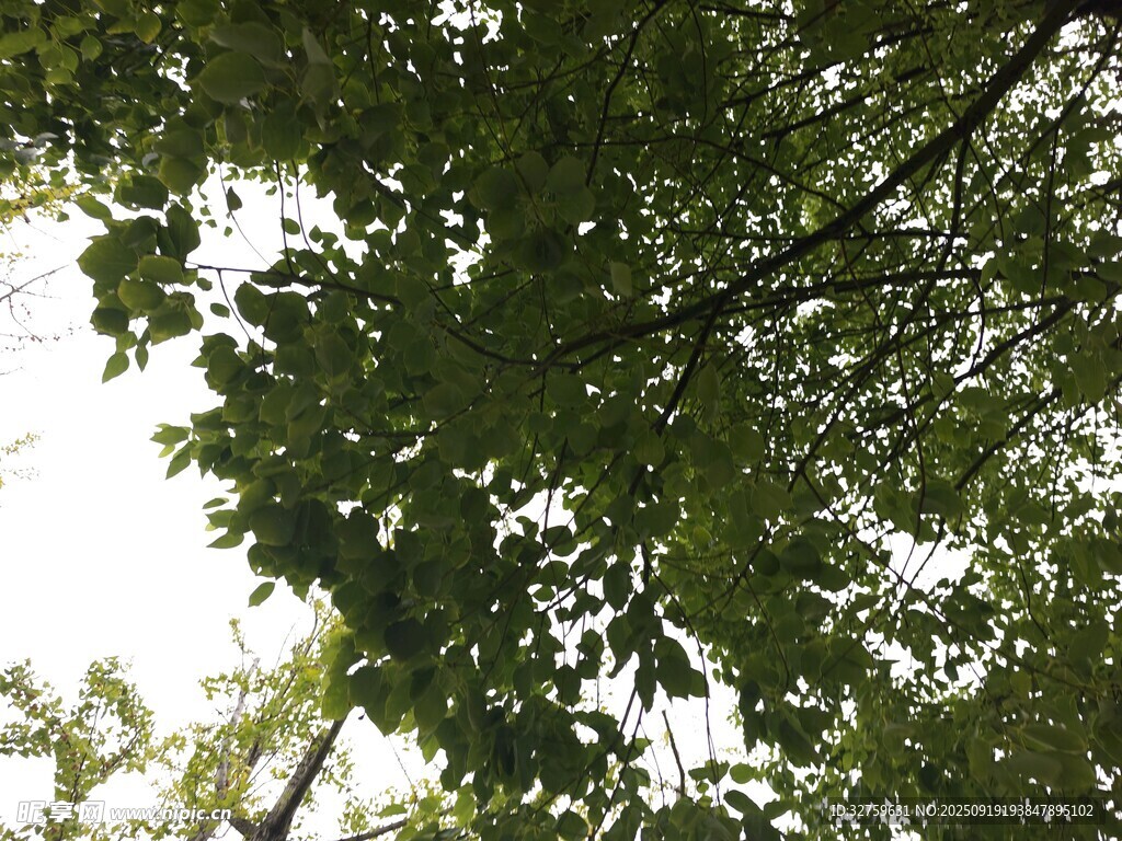 仰視茂密枝葉