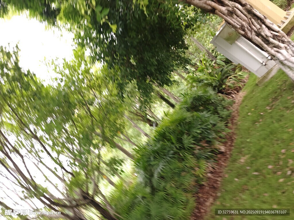 林間小道旁的蔥郁樹(shù)木