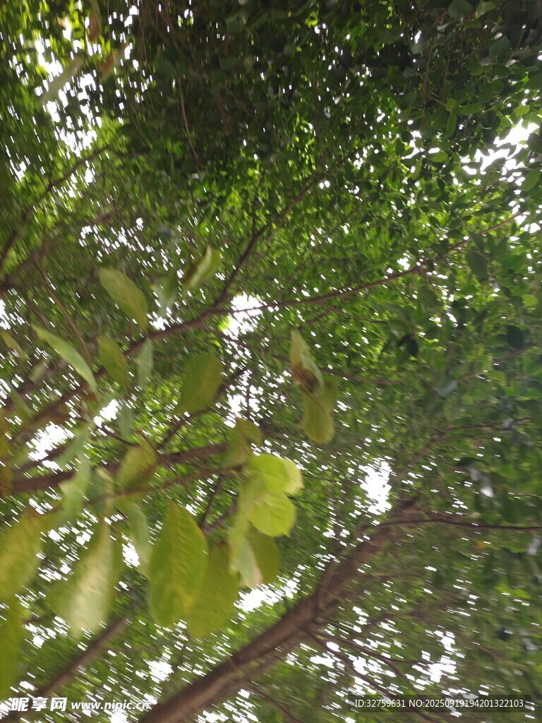 繁茂綠樹(shù)間的光影世界