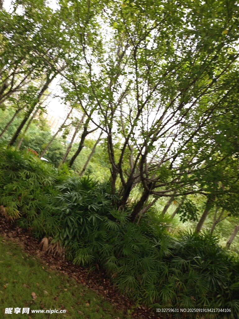 綠意盎然的樹林景觀