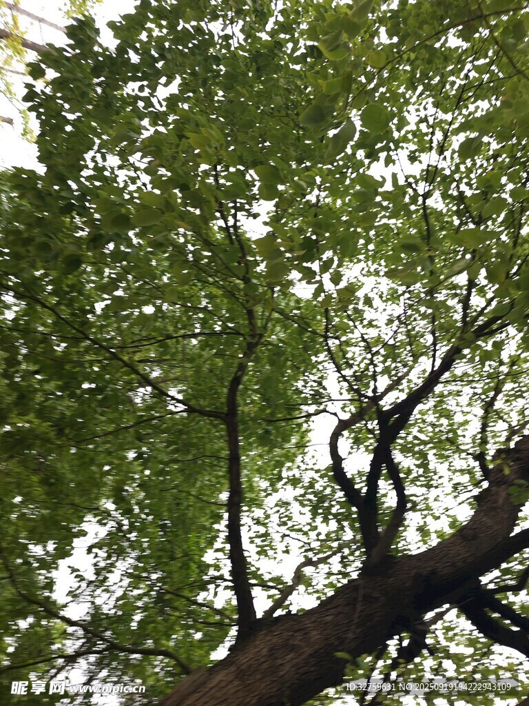 仰視繁茂大樹枝葉