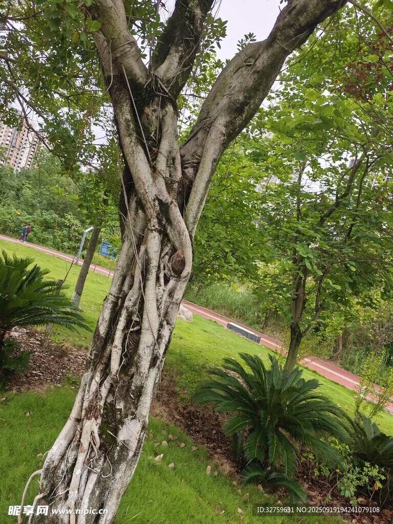 扭曲樹(shù)干的獨(dú)特園林景觀