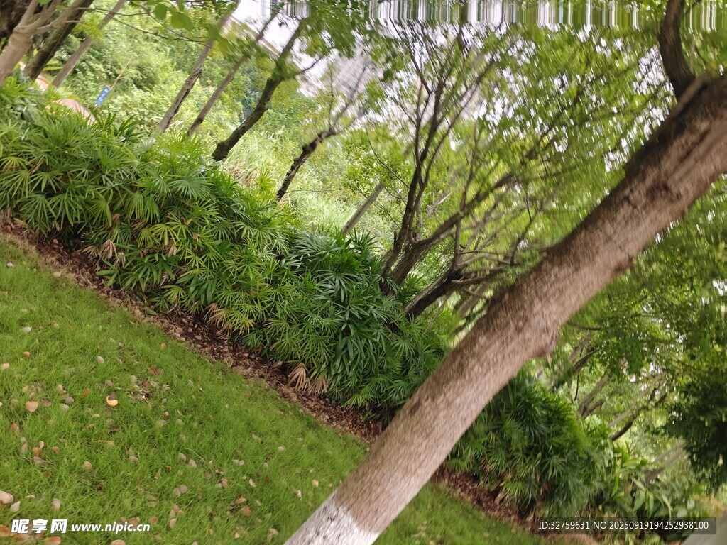林間綠意盎然的樹木景觀