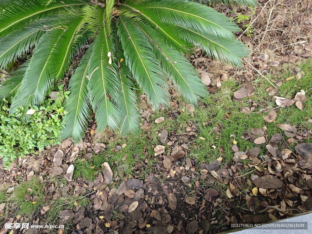 地面綠植旁的褐色落葉