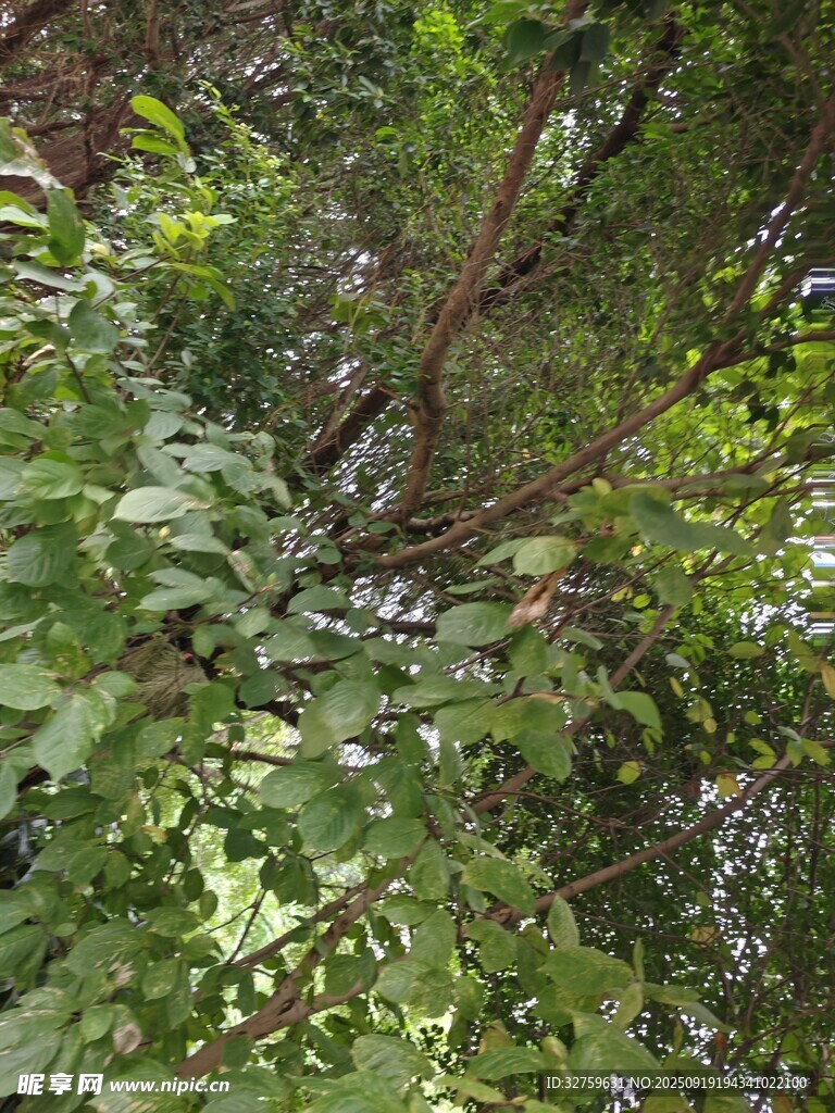 繁茂綠植枝葉特寫