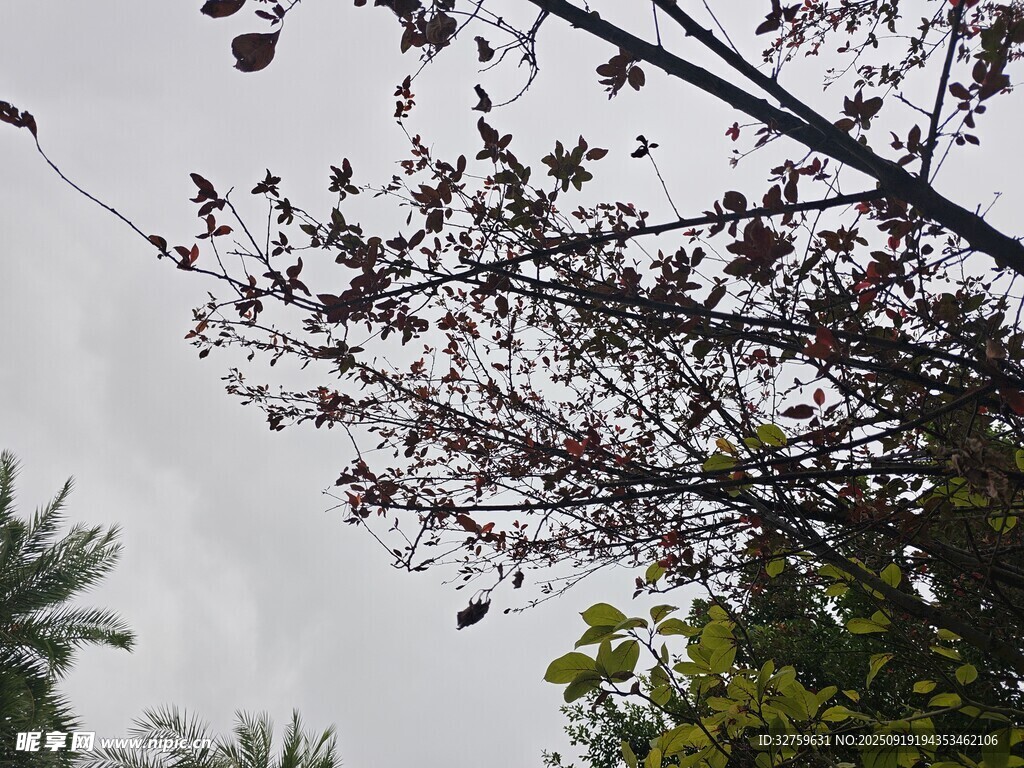 枝頭繁花映灰白天空