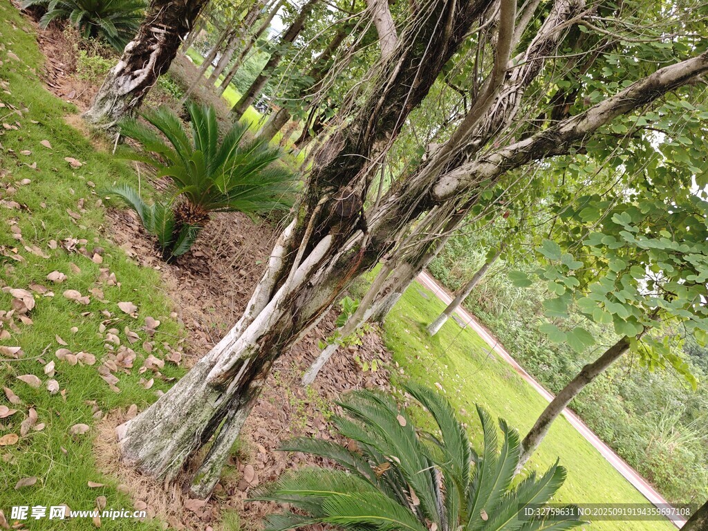 林間樹木與綠植景觀