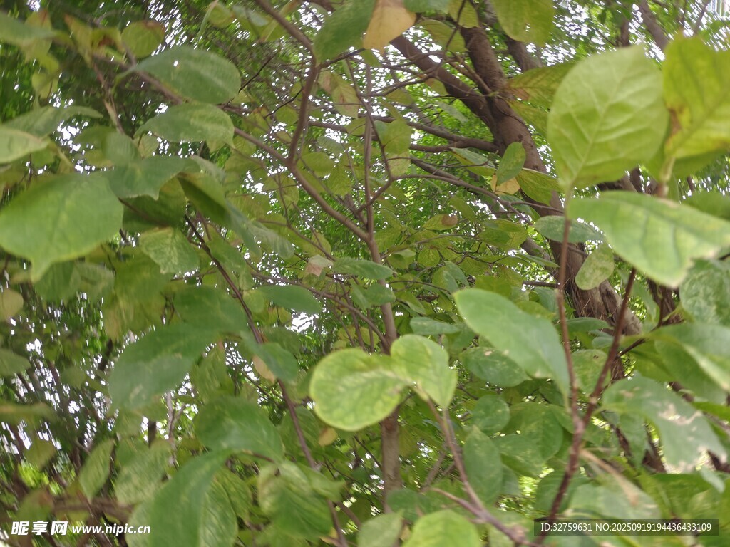 綠葉繁茂的樹木景象